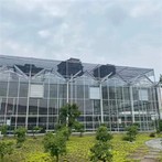 Lasinen kasvihuonetomaatti